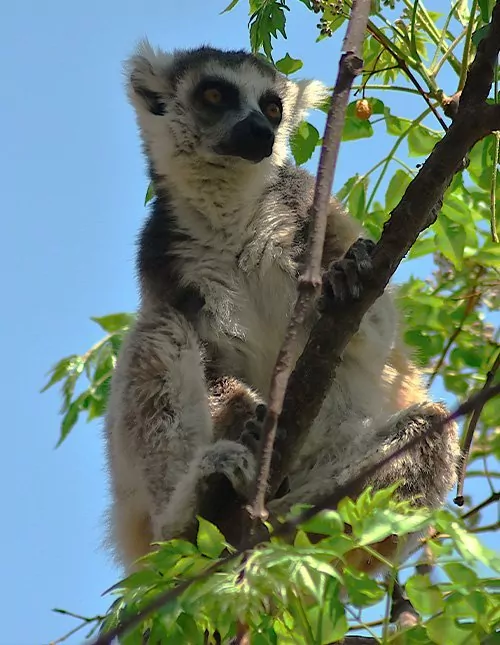 Natur, kultur och lemurer på Madagaskar