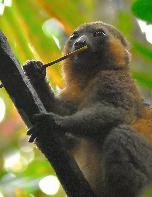 Natur, kultur och lemurer på Madagaskar & solsemester på Mauritius