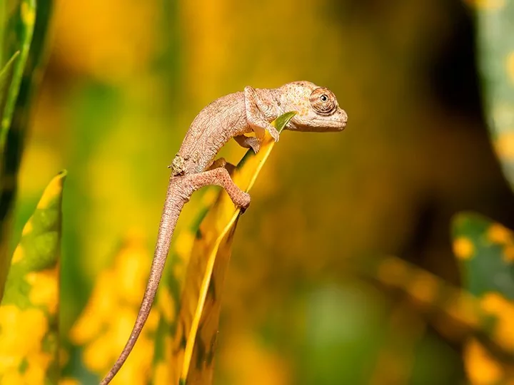 Natur, kultur och lemurer på Madagaskar