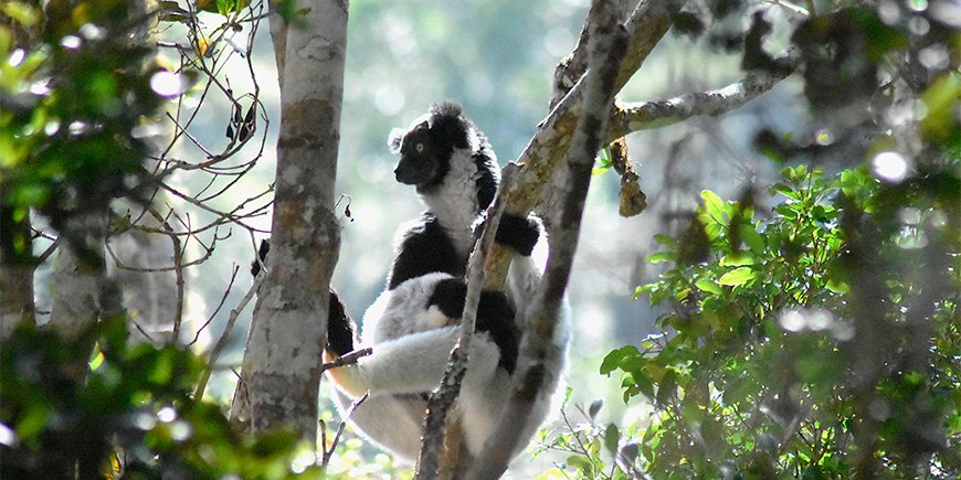 Indri-lemur i ett träd på Madagaskar