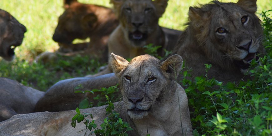 Lejonflock i Ruaha i södra Tanzania