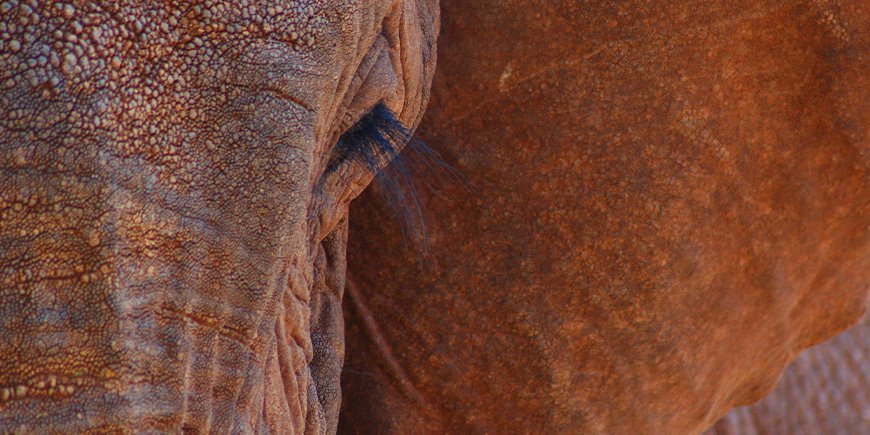 En elefant på nära håll i Tsavo, Kenya