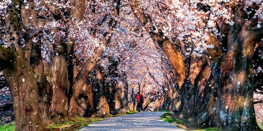 Körsbärsblomning i Kyoto, Japan