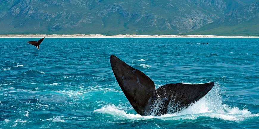 Sydliga rätvalar utanför Hermanus kust i Sydafrika