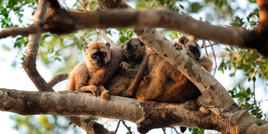 En grupp bruna lemurer i skogen på Madagaskar