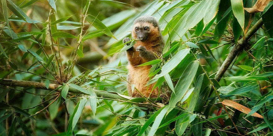 Bambulemur sitter i ett träd i Ranomafana nationalpark