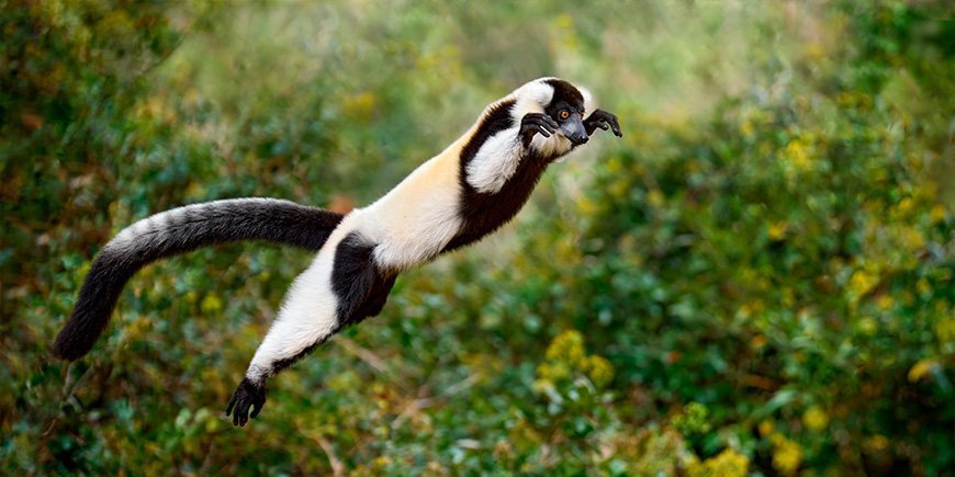 Svartvit lurvig lemur hoppar mellan träden på Madagaskar