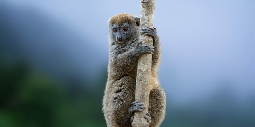 Bambulemur sitter i ett träd i Ranomafana nationalpark