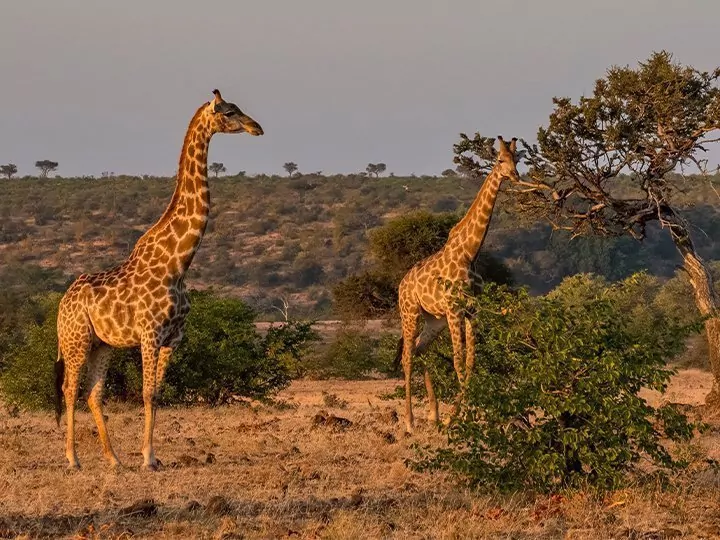 Safari i Sydafrika & lemurer på Madagaskar