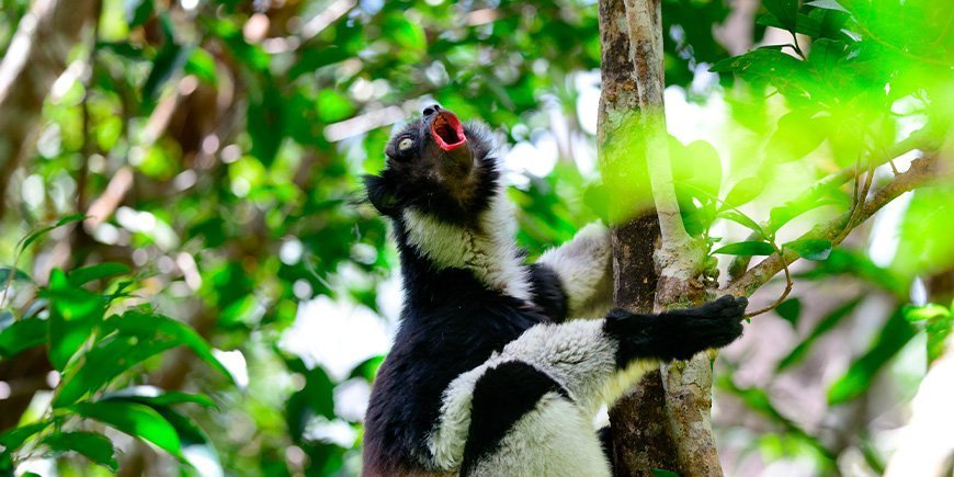 Indri-lemur sjunger i träden på Madagaskar