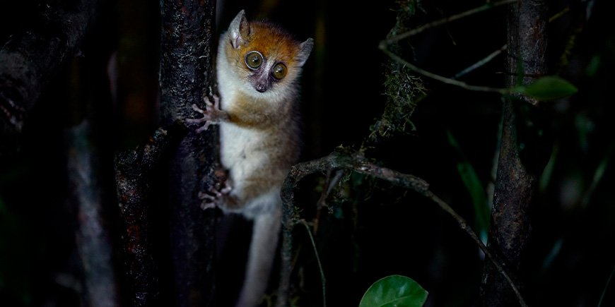 Muslemur sitter i ett träd på Madagaskar