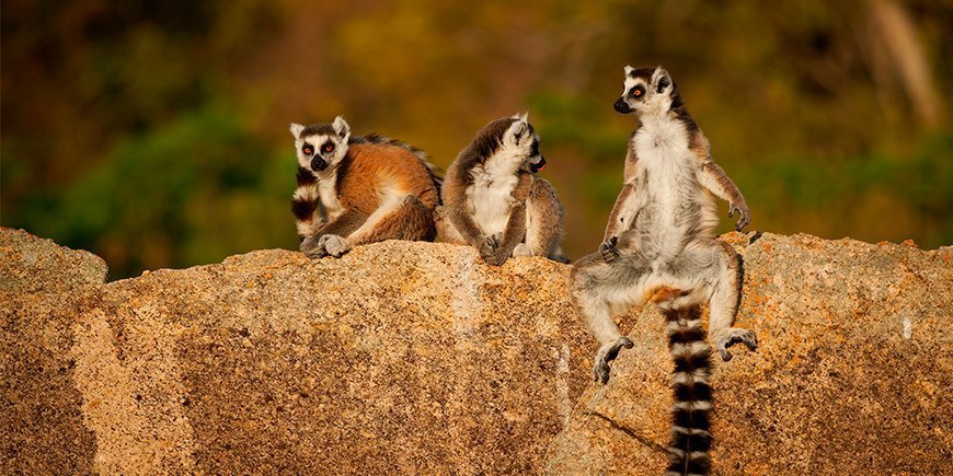 Ringsvansade lemurer hänger på Madagaskar