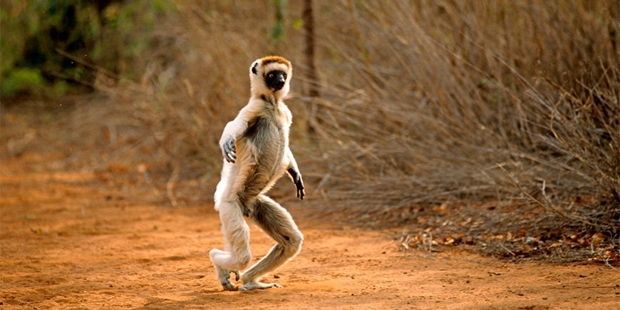 En Sifika-lemur dansar längs en väg