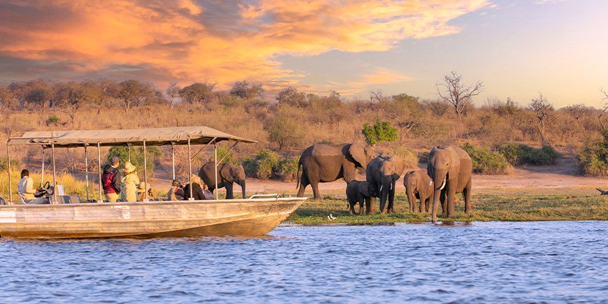 Båt seglar förbi en grupp elefanter på Chobefloden i Botswana