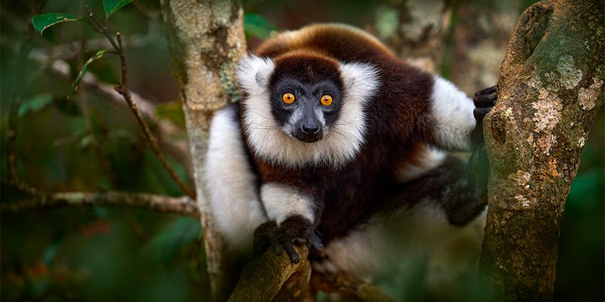 Närbild av lemurer i Andasibe-Mantadia nationalpark på Madagaskar