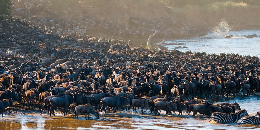 Massor av gnuer samlade vid Marafloden i Kenya