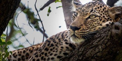 Leopard sover i ett träd i Kapama Private Game Reserve i Sydafrika